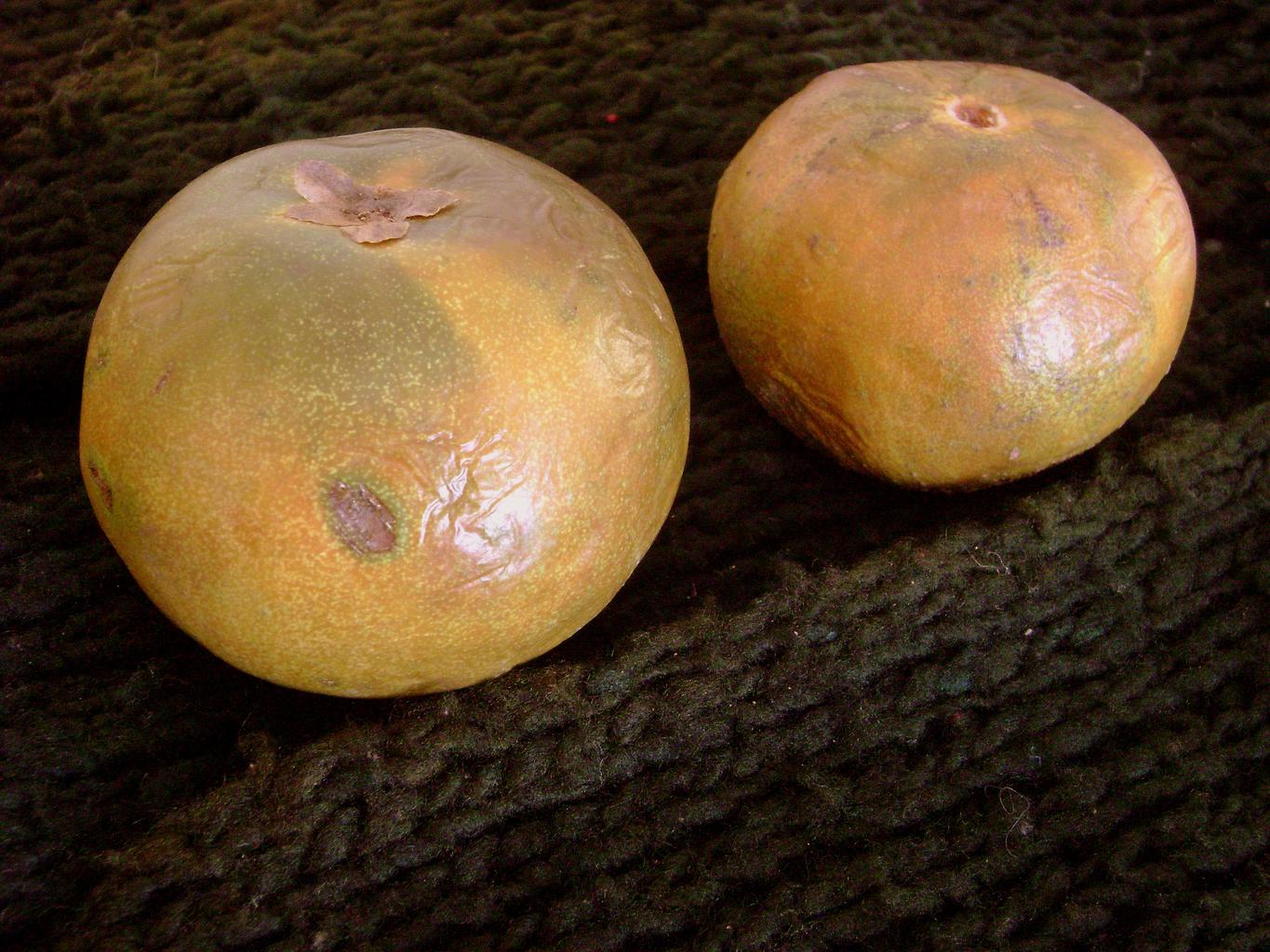 lucuma_1